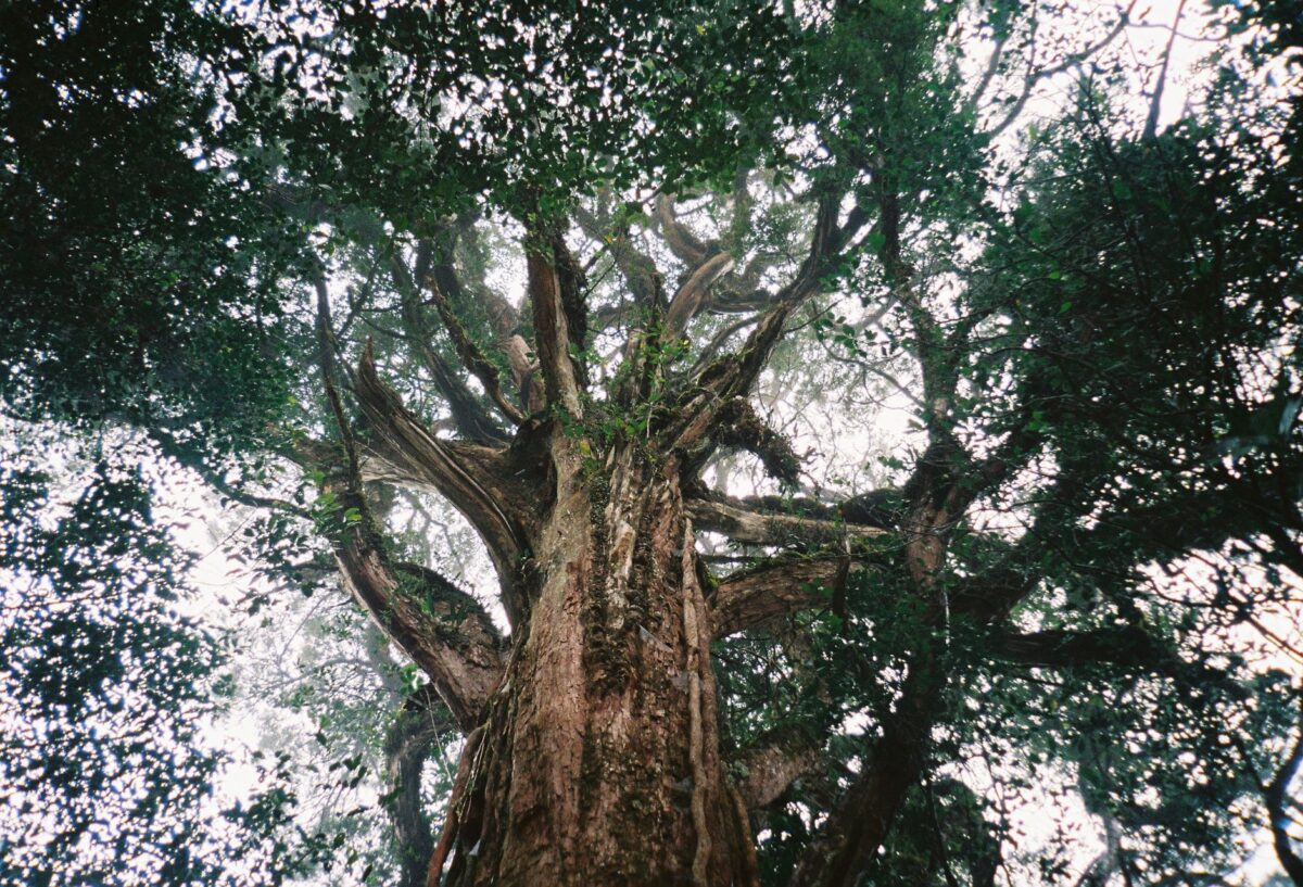 jingmai forêt ancienne constats récents éclairent