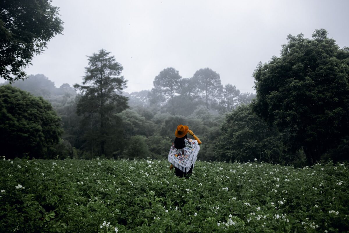 jingmai forêt ancienne qu implique culture