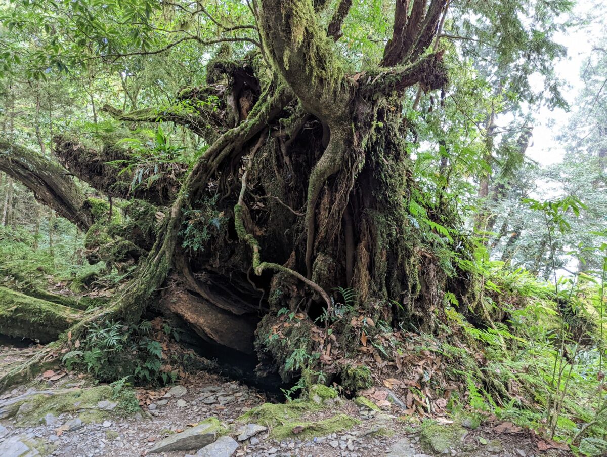 forêt fond gouffre signifie tiankeng cela