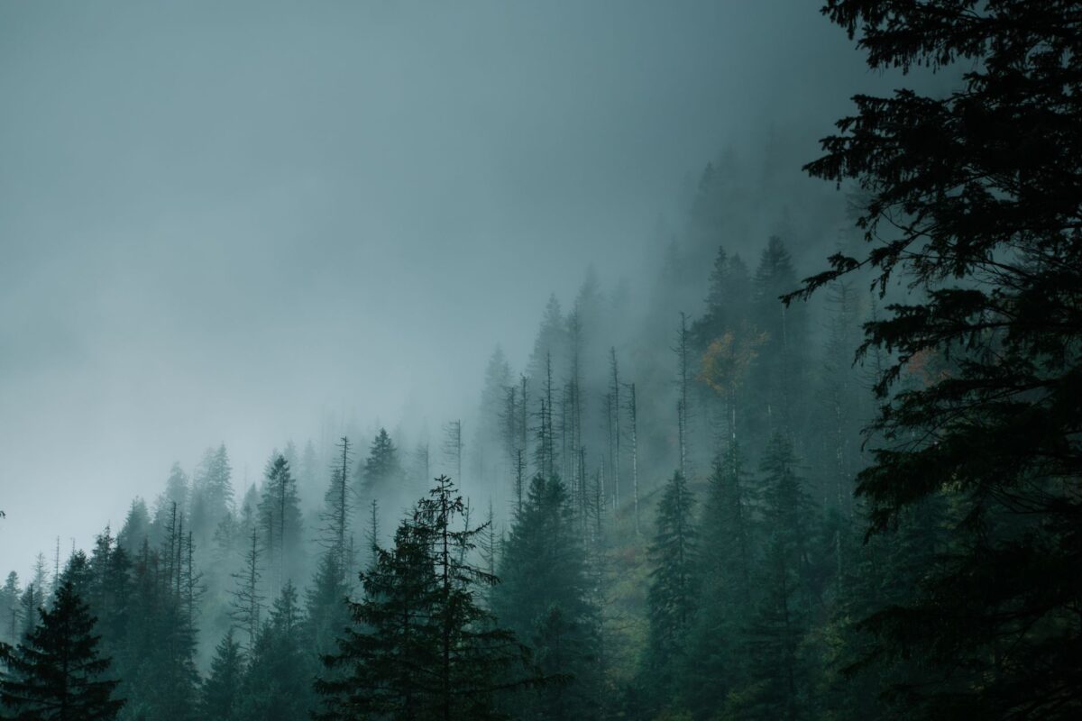 forêt fond gouffre phrase conditionnelle déclenché