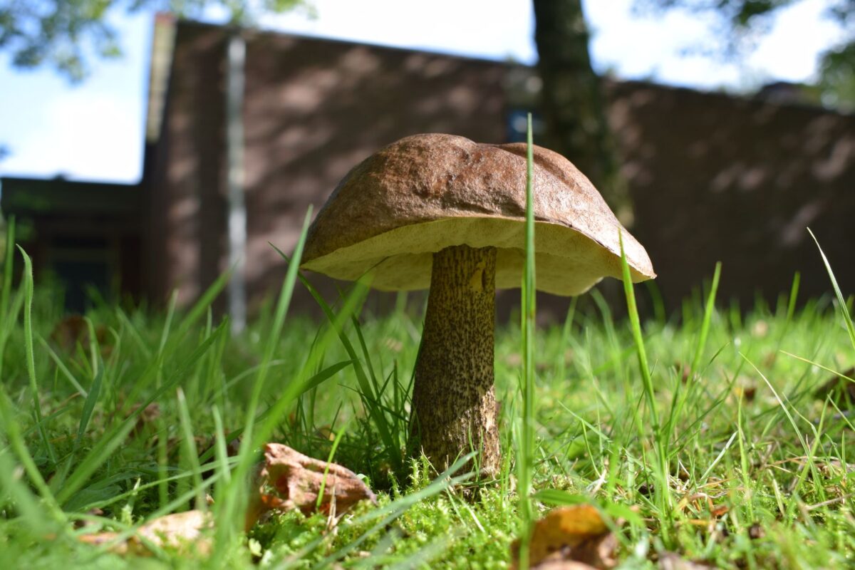 cèpes poussent ici mycélium existe près
