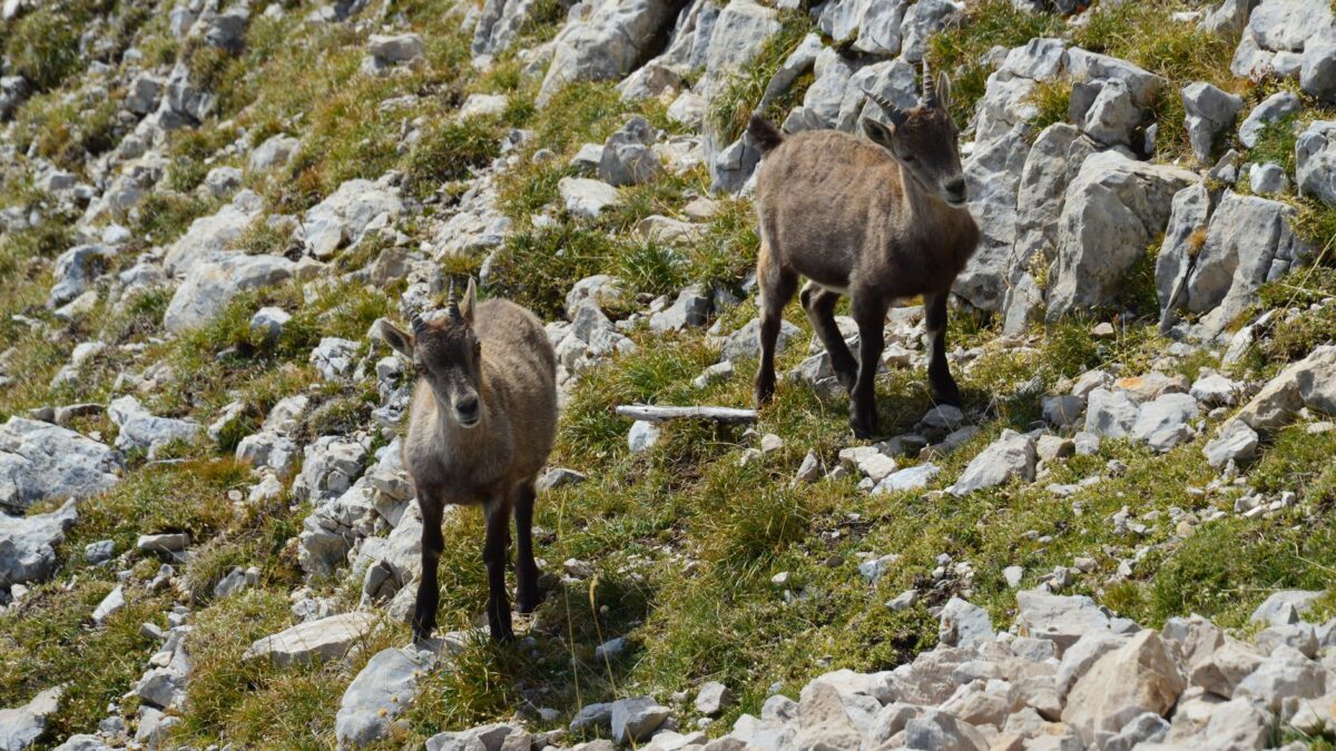 chamois ne habituent étude mesure qu