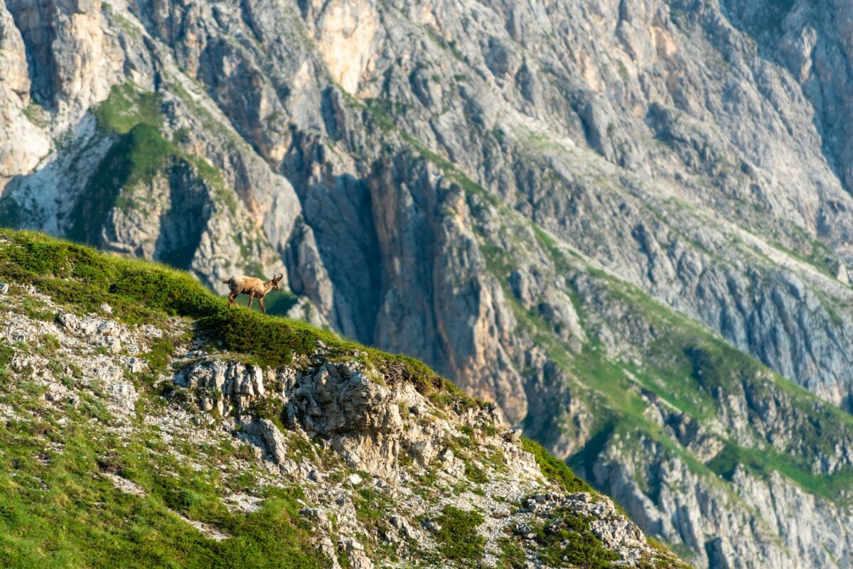 chamois ne habituent chiffre veut